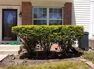 Bush Trimming by Stan Hawkins for Patricia A. in Milford Mill, MD