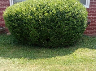 Bush Trimming by Chenita Perry for Mark F. in Greenwood, IN