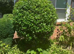 Bush Trimming by Clay Turner for Maria A. in Charlotte, NC