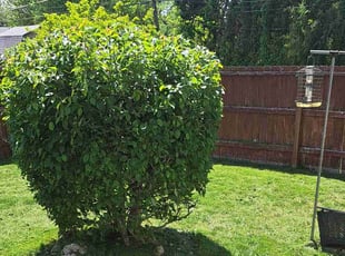 Bush Trimming by William Beacham for Garrett M. in Wichita, KS