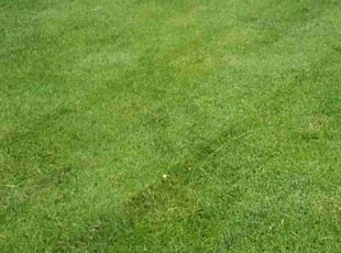 Izell B.'s Lawn Service service result