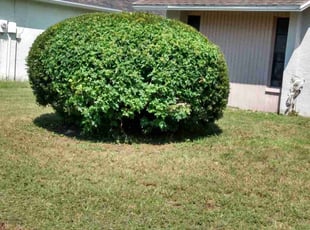 Bush Trimming by Scott Bensing for Michael C. in Holiday, FL
