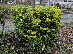 Bush Trimming by Edinson Rivas for Kee S. in Spotsylvania Courthouse, VA