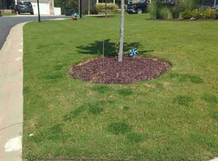 Nanette S.'s Lawn Care service result