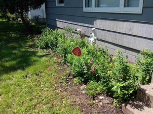 Weeding by James Rogers for Patrick M. in Minneapolis, MN