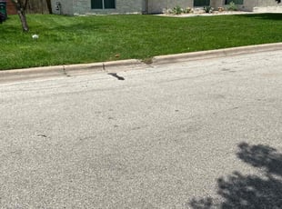 Shahzad M.'s Lawn Mowing service result