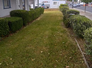 Bush Trimming by Daniel Sullivan for tom b. in Rocklin, CA