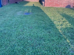 Francisca M.'s Yard Cutting service result