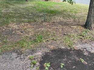 Cleanups by Joseph Greene for Dominic P. in Coon Rapids, MN