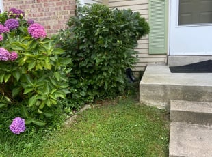 Bush Trimming by Cristian Ramirez for Capri C. in Aspen Hill, MD