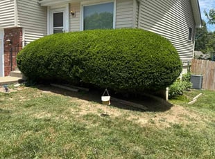 Bush Trimming by Patrick McAnerney for Michelle F. in Olathe, KS
