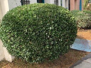 Bush Trimming by Sergio Acosta for Giulia G. in Long Beach, CA