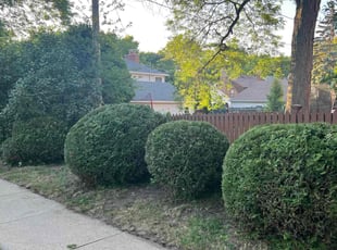 Bush Trimming by Michael Williams for Zuzana R. in Whitefish Bay, WI