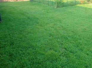 Dakota D.'s Lawn Maintenance service result