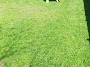 Joy L.'s Lawn Mowing service result