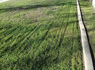 Albert M.'s Yard Cutting service result