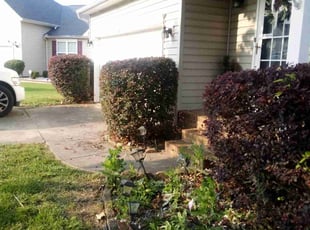 Bush Trimming by Kenneth Bogan for Brianna C. in Greenville, SC