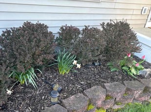 Weeding by Leroy Green II for Austin N. in Grove City, OH