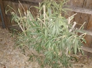 Bush Trimming by Nick Steffes for Brenda S. in Phoenix, AZ