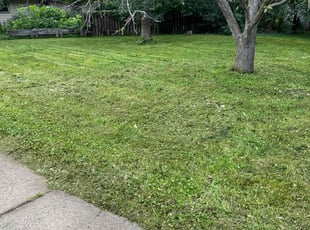 Sophia R.'s Lawn Mowing Service service result