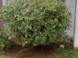Bush Trimming by Robert Marsico for Livina A. in Portland, OR