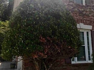 Bush Trimming by Enrique Juarez for Dana M. in Marietta, GA