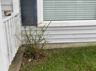 Bush Trimming by MaryAnn Hardy for Julie B. in Virginia Beach, VA