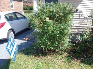 Bush Trimming by Josh Posey for Danielle D. in Camp Hill, PA