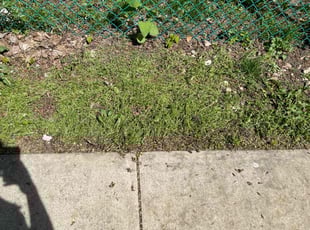 Leaf Removal by Mario Washington for Diamond D. in Dolton, IL