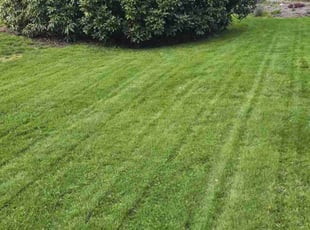 Dawne D.'s Lawn Mowing Service service result