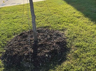 Weeding by William Tharpe for Austen M. in Krum, TX