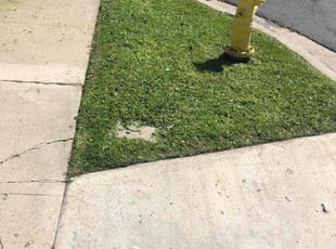 Misty T.'s Grass Cutting service result