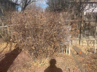 Bush Trimming by Matthew Smith for gary y. in Colorado Springs, CO