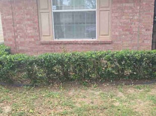 Bush Trimming by Felix Botello for Quinten B. in Houston, TX