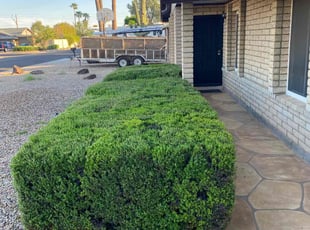 Bush Trimming by Taylor Dodson for Pam W. in Glendale, AZ