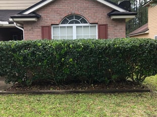 Bush Trimming by Wayne Atkinson for Andrea D. in Jacksonville, FL