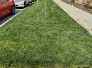 Michele C.'s Lawn Mowing Service service result