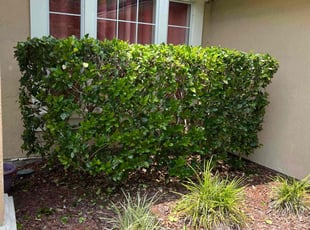 Bush Trimming by Lenard Moody for Michael B. in Jacksonville, FL