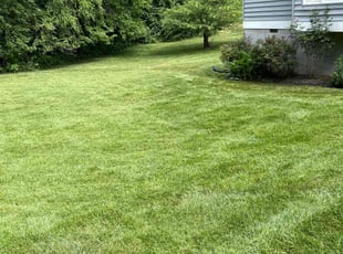 Maria S.'s Lawn Mowing Service service result