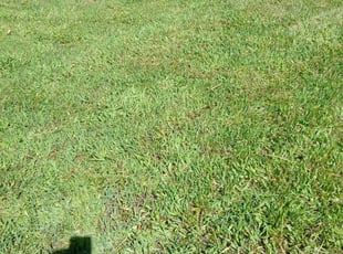Katie W.'s Lawn Maintenance service result