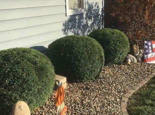 Bush Trimming by Maher Danhash for Rosalina O. in Phoenix, AZ