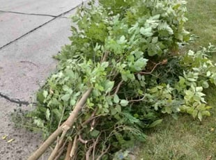 Weeding by Joseph Schmidt for Steve V. in Milwaukee, WI
