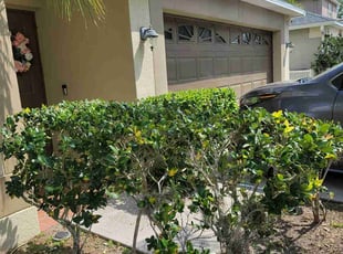 Bush Trimming by Sophia Johnson for Amanda E. in Wesley Chapel, FL