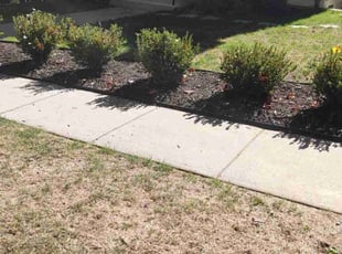 Leaf Removal by Allan Roberts for Sarah D. in Washington, DC