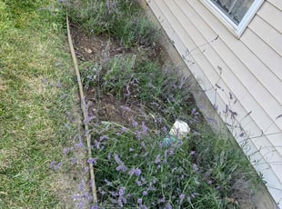 Weeding by Gilberto GarcÃa for Garry A. in Indianapolis, IN