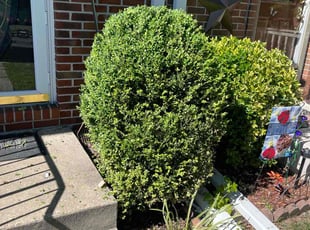 Bush Trimming by Lamar Copeland for Malav B. in Rosedale, MD