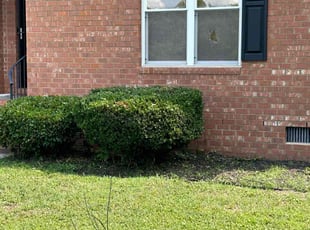 Terri C.'s Bush Trimming service result