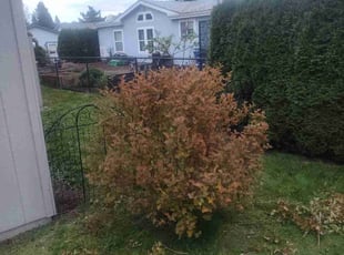 Bush Trimming by Jason Ott for Susie G. in Buckley, WA