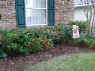 Bush Trimming by Christopher Wells for Diane Q. in Houston, TX