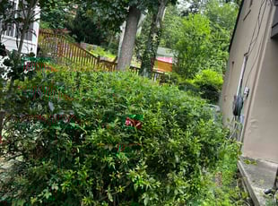 Zhirui D.'s Bush Trimming service result